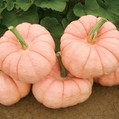 Nanaimo's Produce Report for October + Pink Pumpkin Contest!