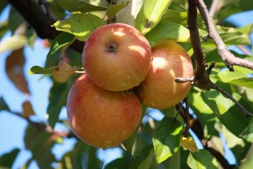 August Produce Report