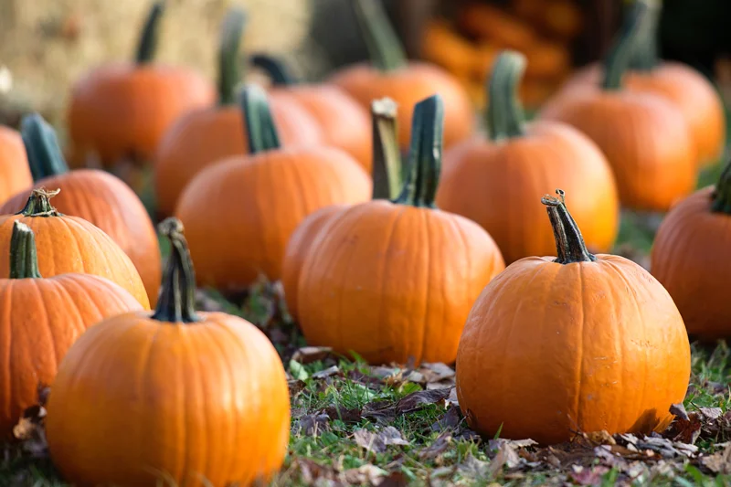 pumpk.jpg