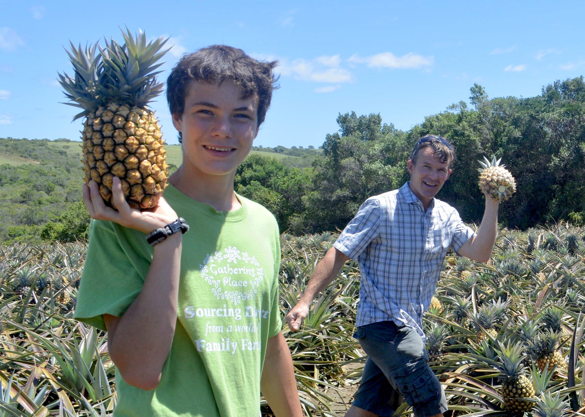 _Pineapple harvesting Ryan & Tosh.jpeg