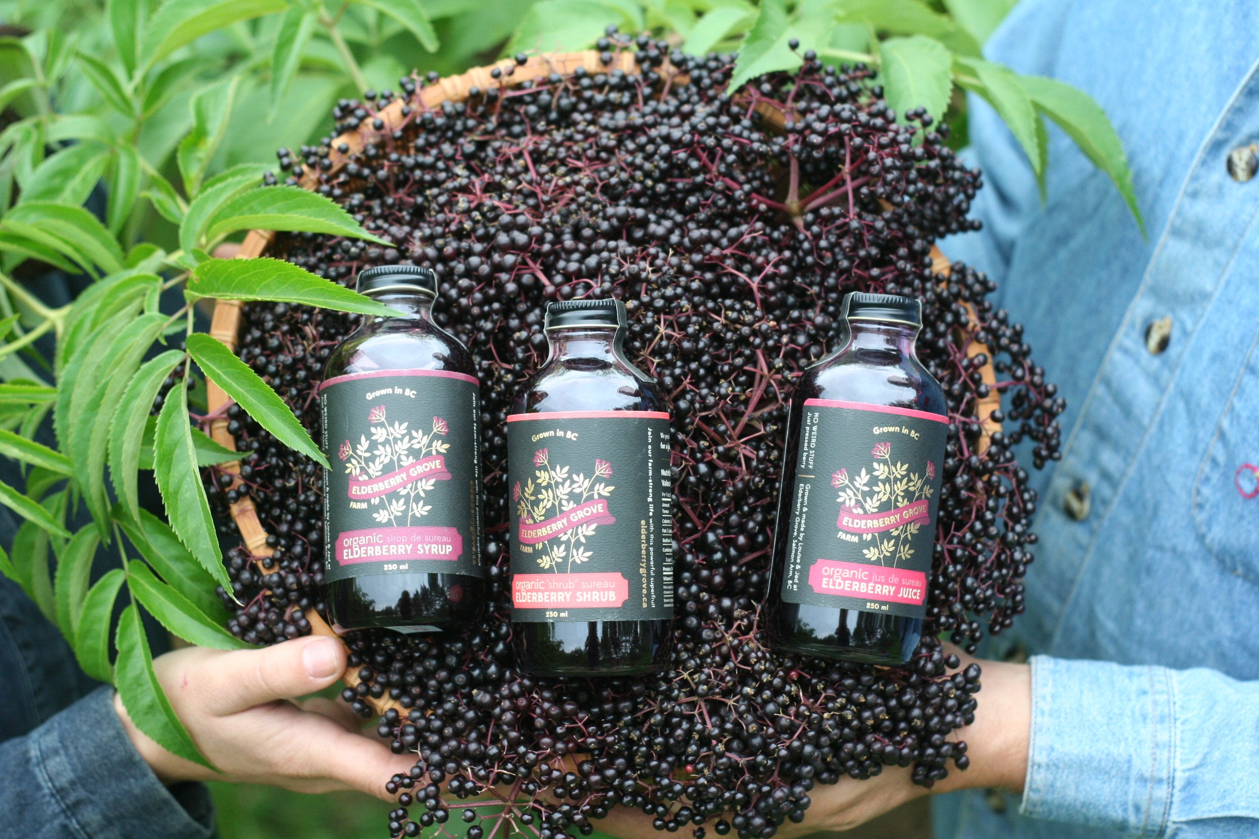 Elderberry Syrup, Shrub, Juice. Organic | Elderberry Grove.JPG