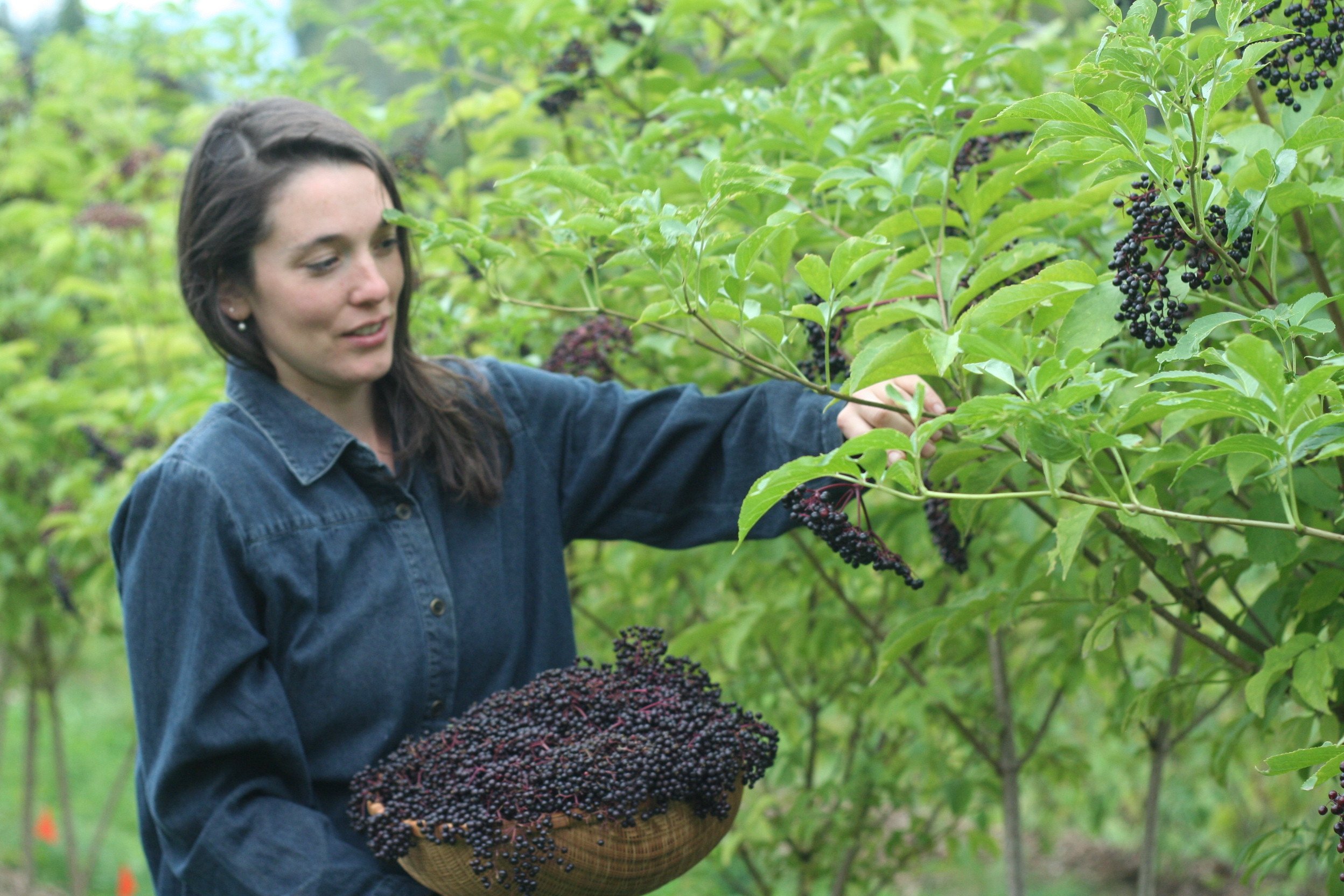 Louise picking elderberries in September | Elderberry Grove.JPG