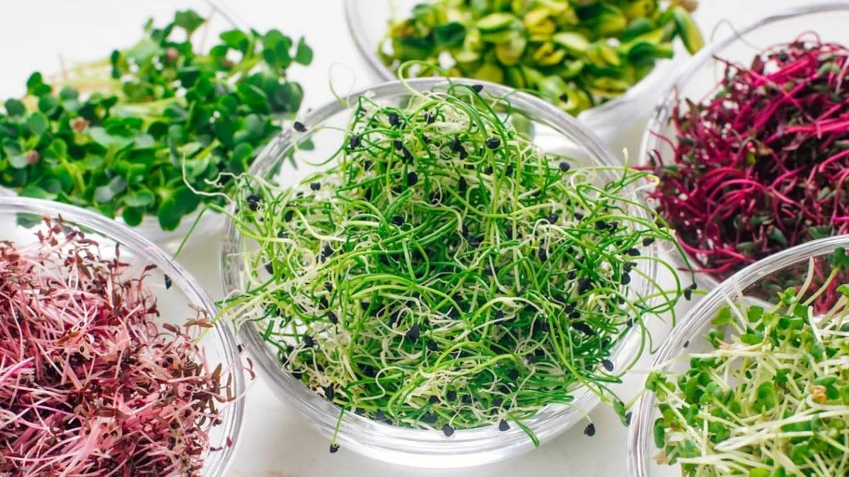 Focus on Microgreens