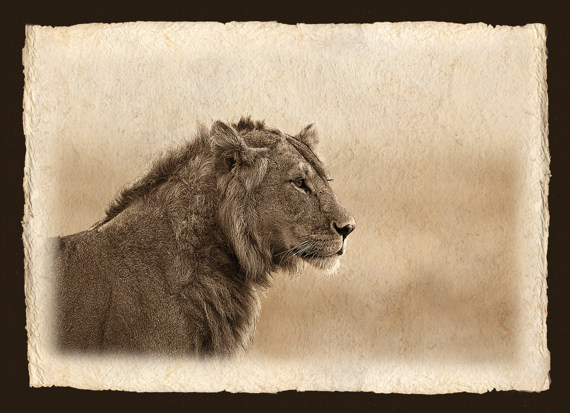 PORTRAIT OF LION.jpg
