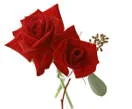 rose.jpg