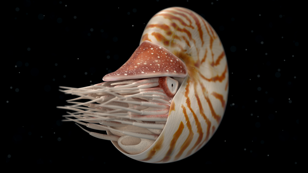 Nautilus.png