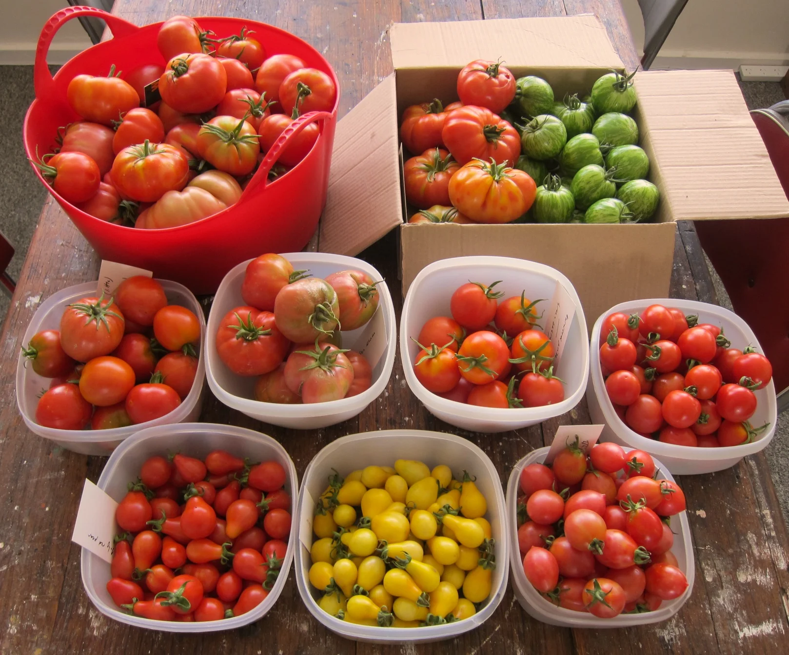 Tomato_01.jpg