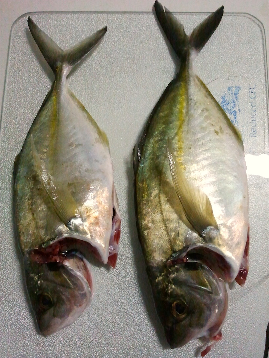 fish.jpg