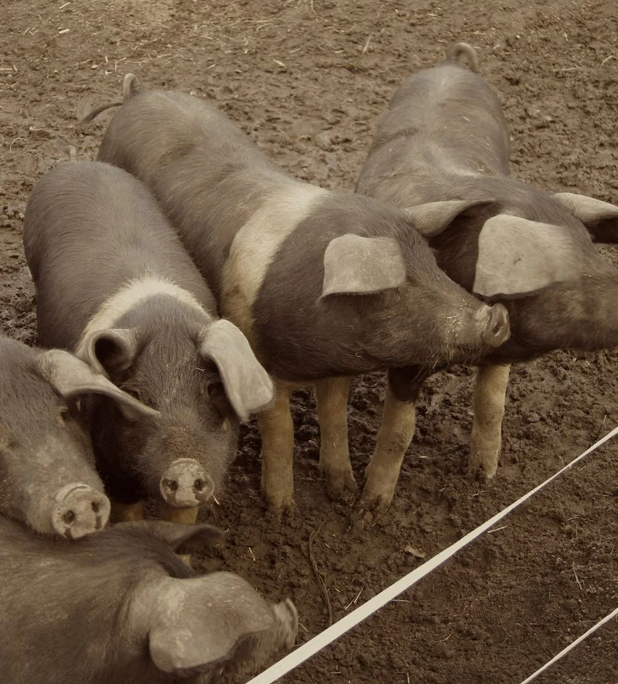 32 piglets.jpg