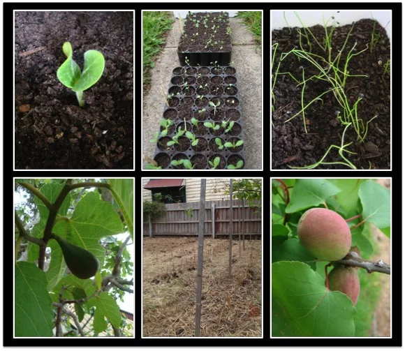 2 garden.jpg