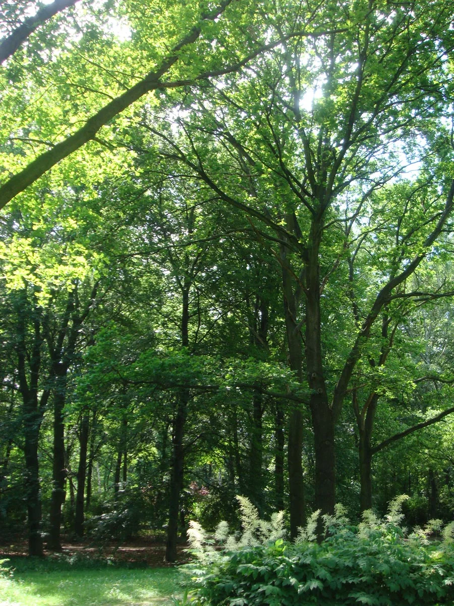 11 tiergarten.jpg
