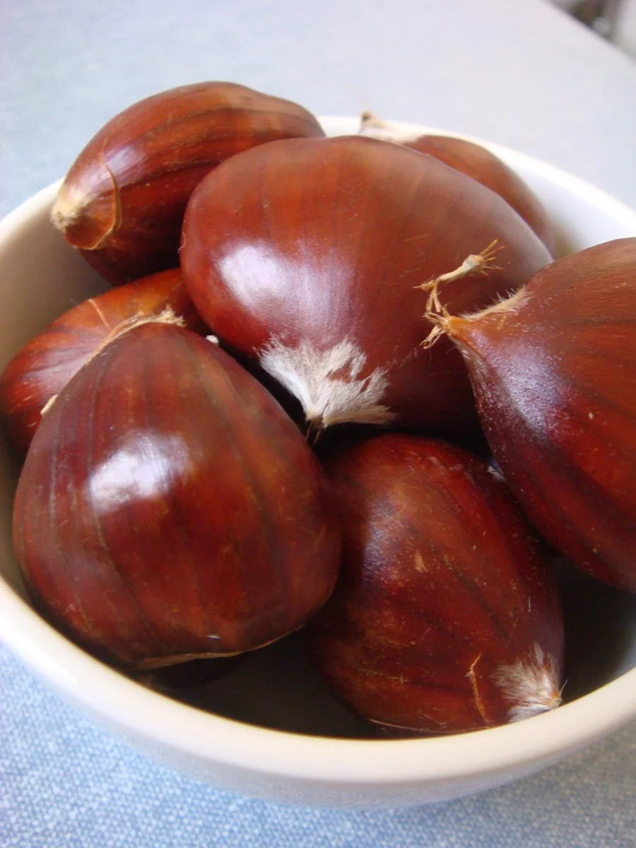 chestnut1.jpg