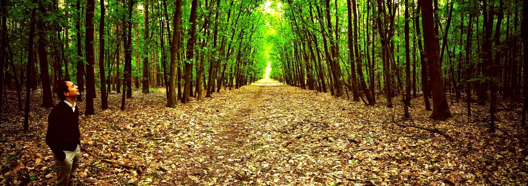 forest.jpg