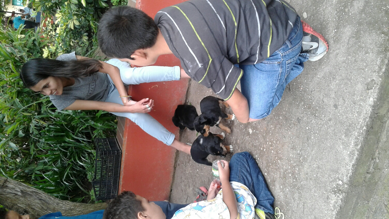  Cute puppies