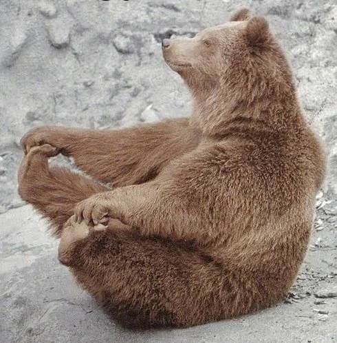 meditation bear copy.jpg
