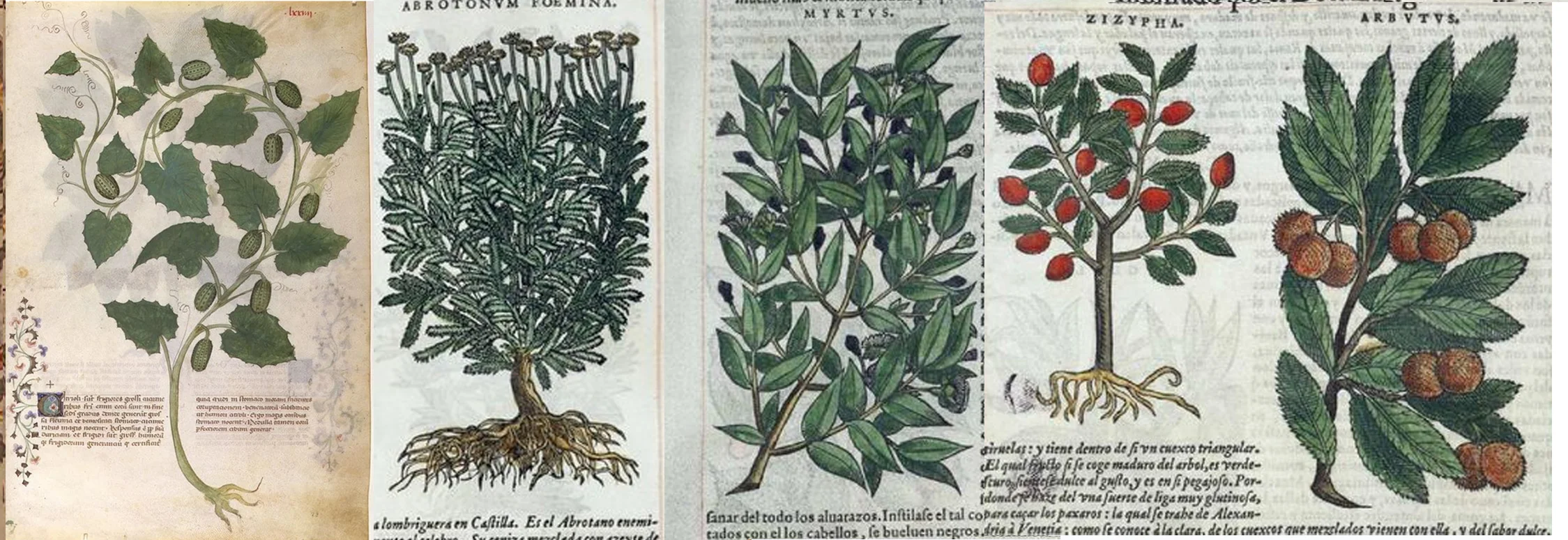 5 blog plants2.jpg