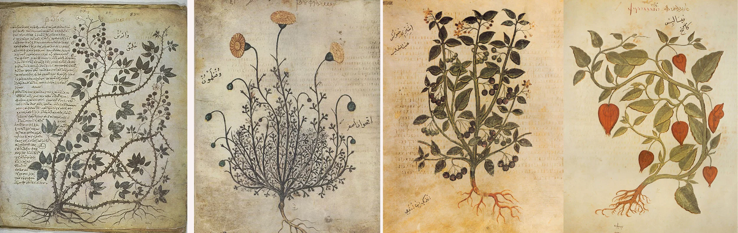 8 blog plants 3.jpg
