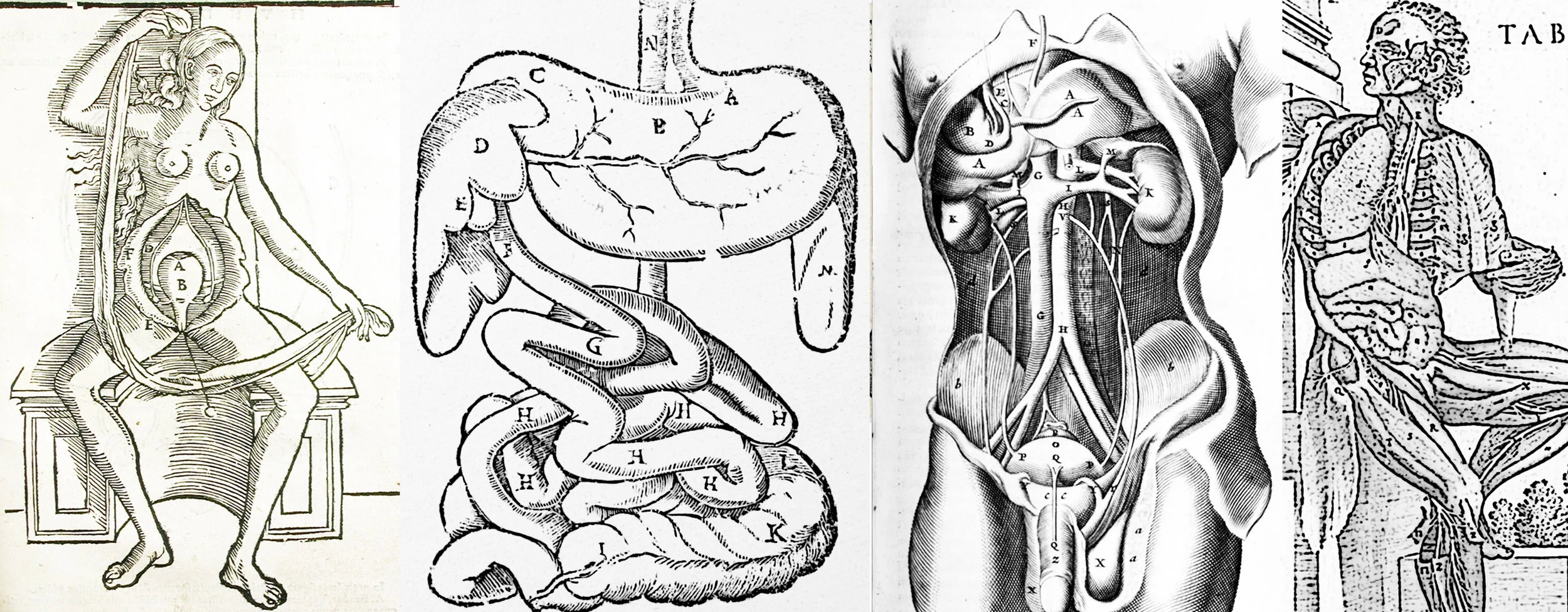 7 BLOG internal organs3.jpg
