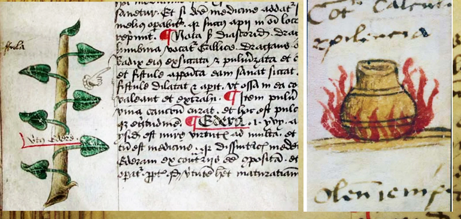 blog medical marginalia 3.jpg