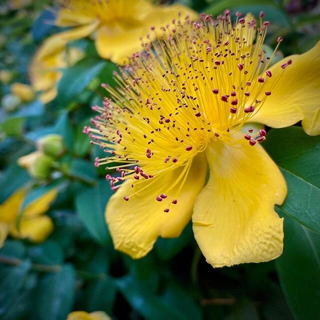 A bursting sunshine-yellow hill of St. John&rsquo;s Wort at my brother and sister-in-law&rsquo;s house. #yyj #victoriabc