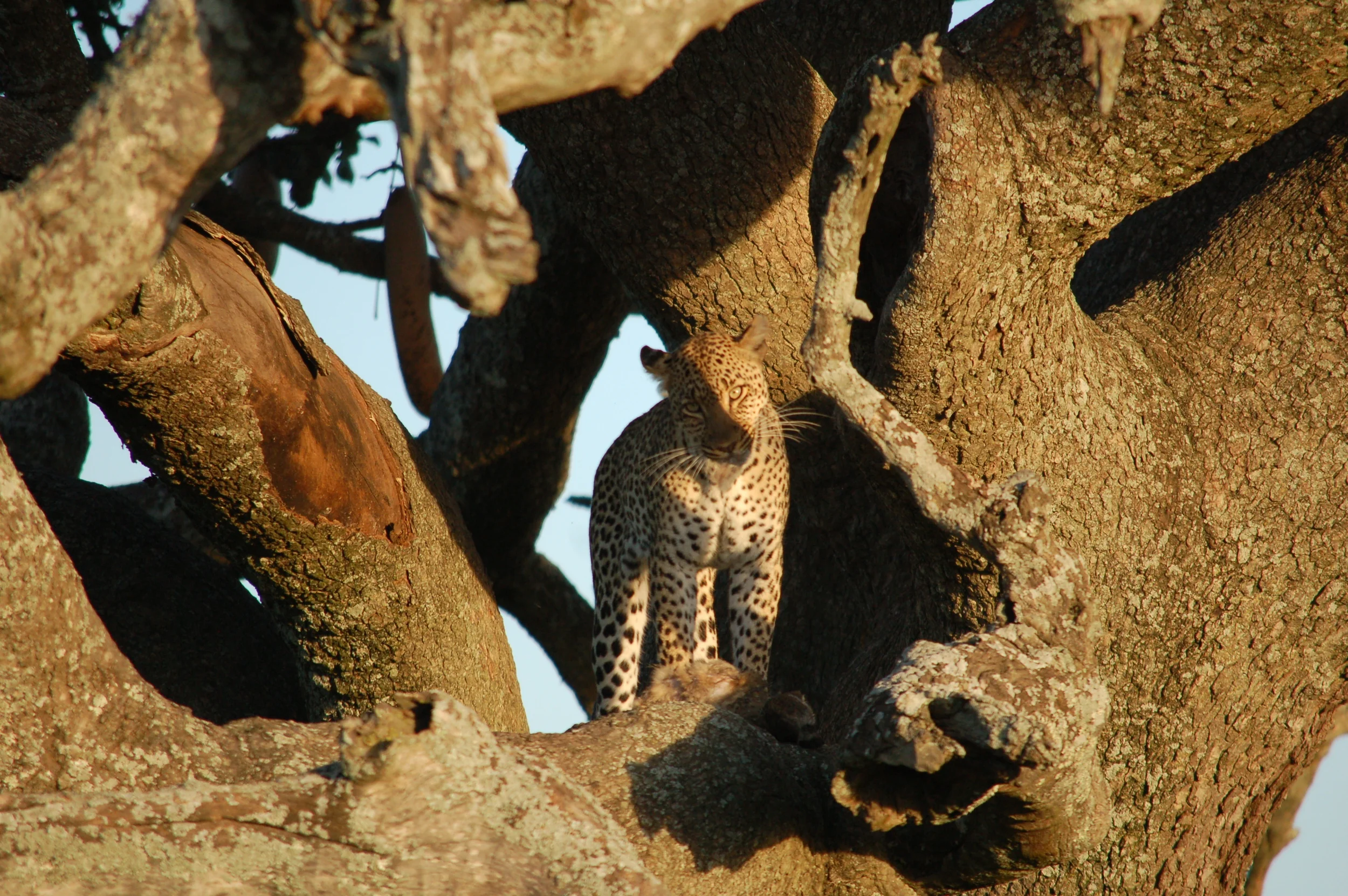 DSC_0466.JPG