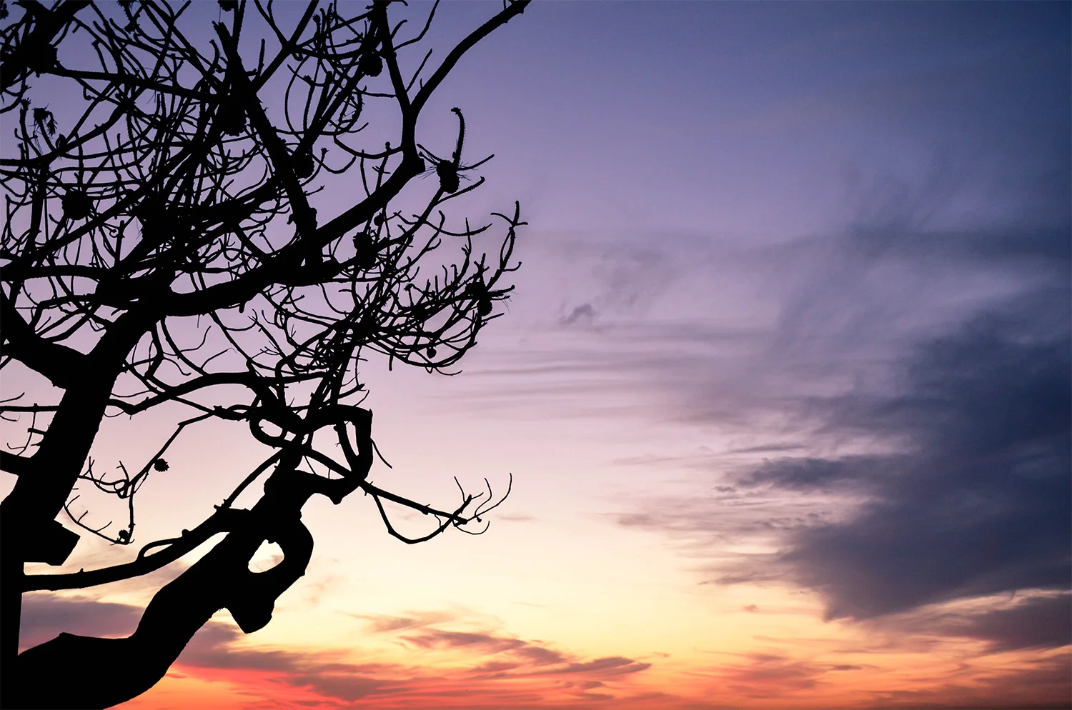 Tree Sunset.jpg