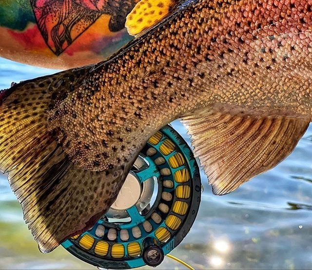 And today was a good day... @southdakotaflygirl www.taylorflyfishing.com  #passionforthewater #flyfishing #flyfish #flytying #flyfishinggear #fishing #rainbowtrout #browntrout #tarpon