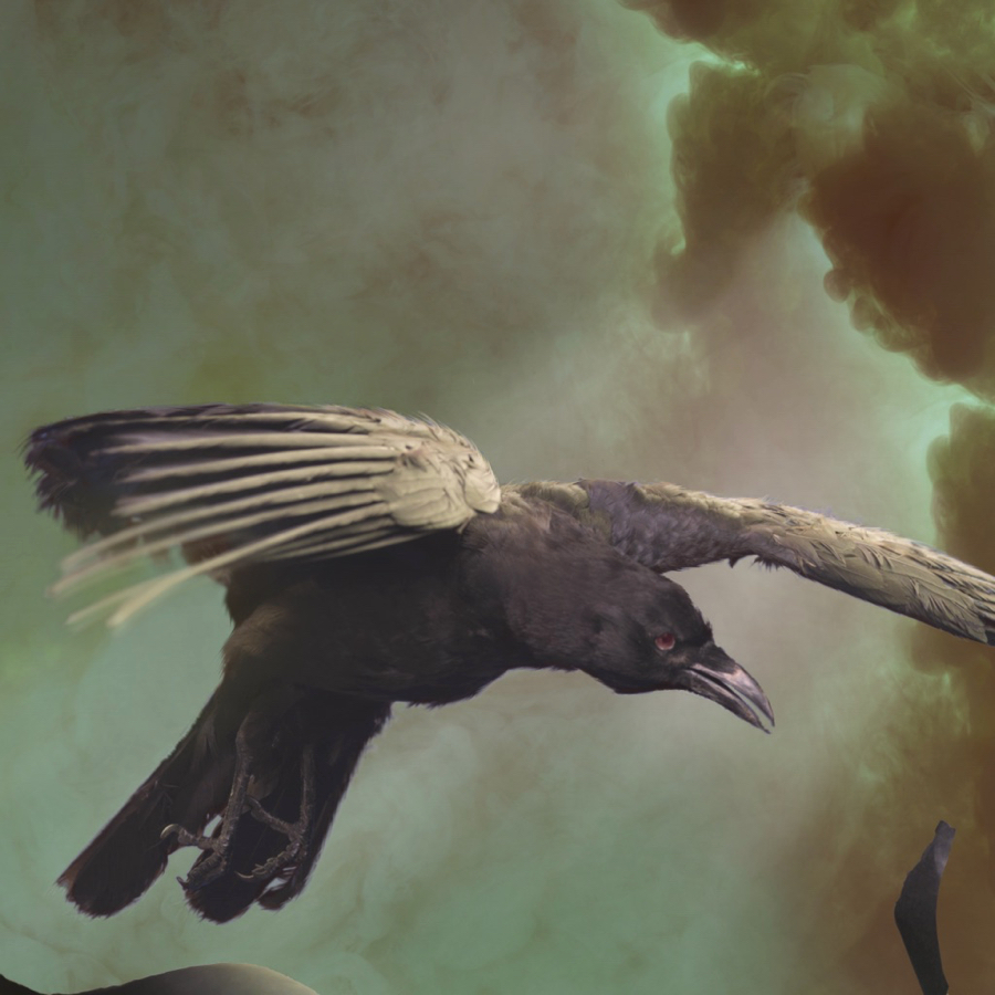 closeup raven.jpg
