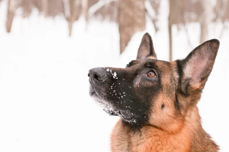 low energy german shepherd