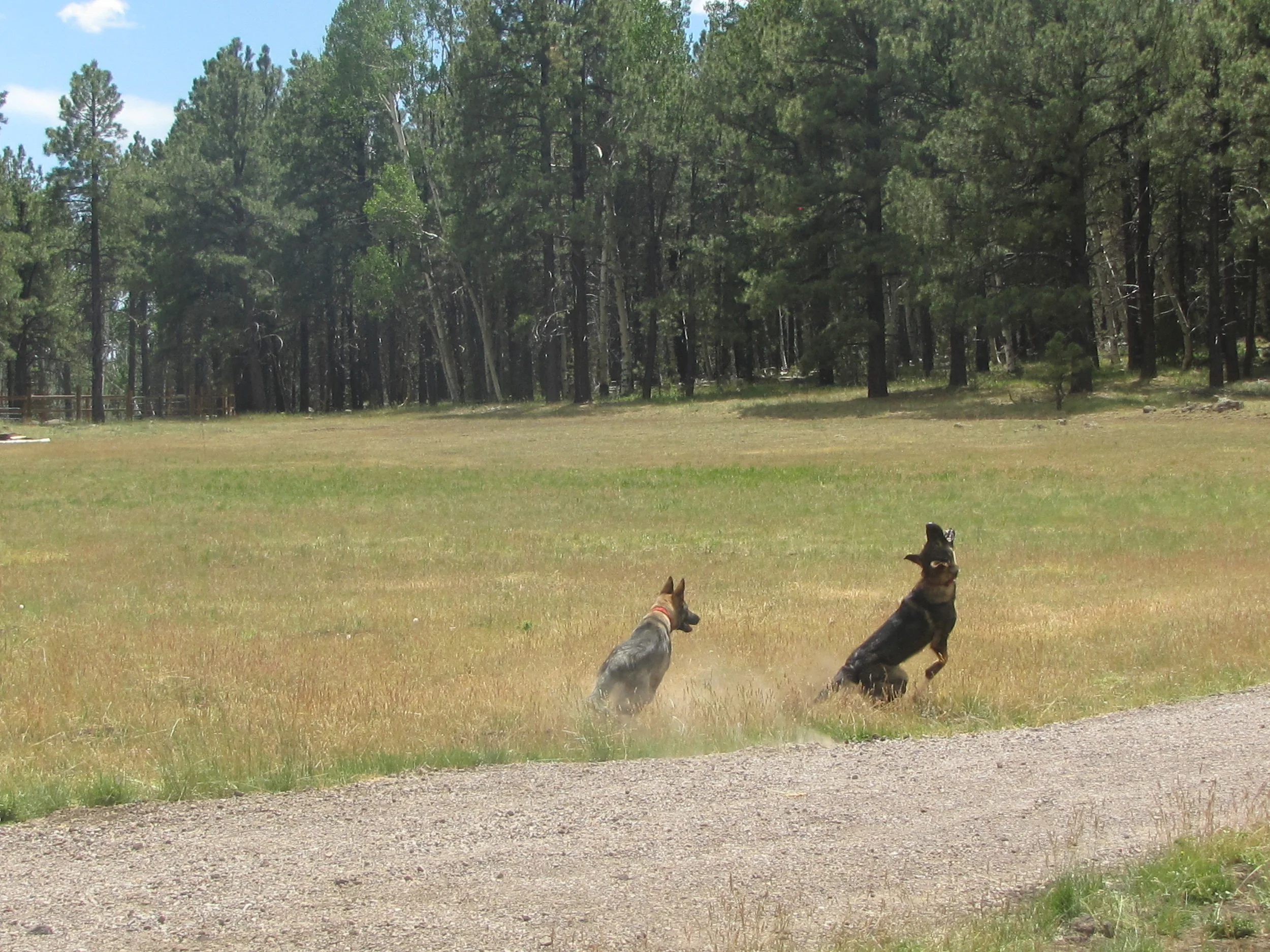 A quick game of fetch before we head into town for an agility class .