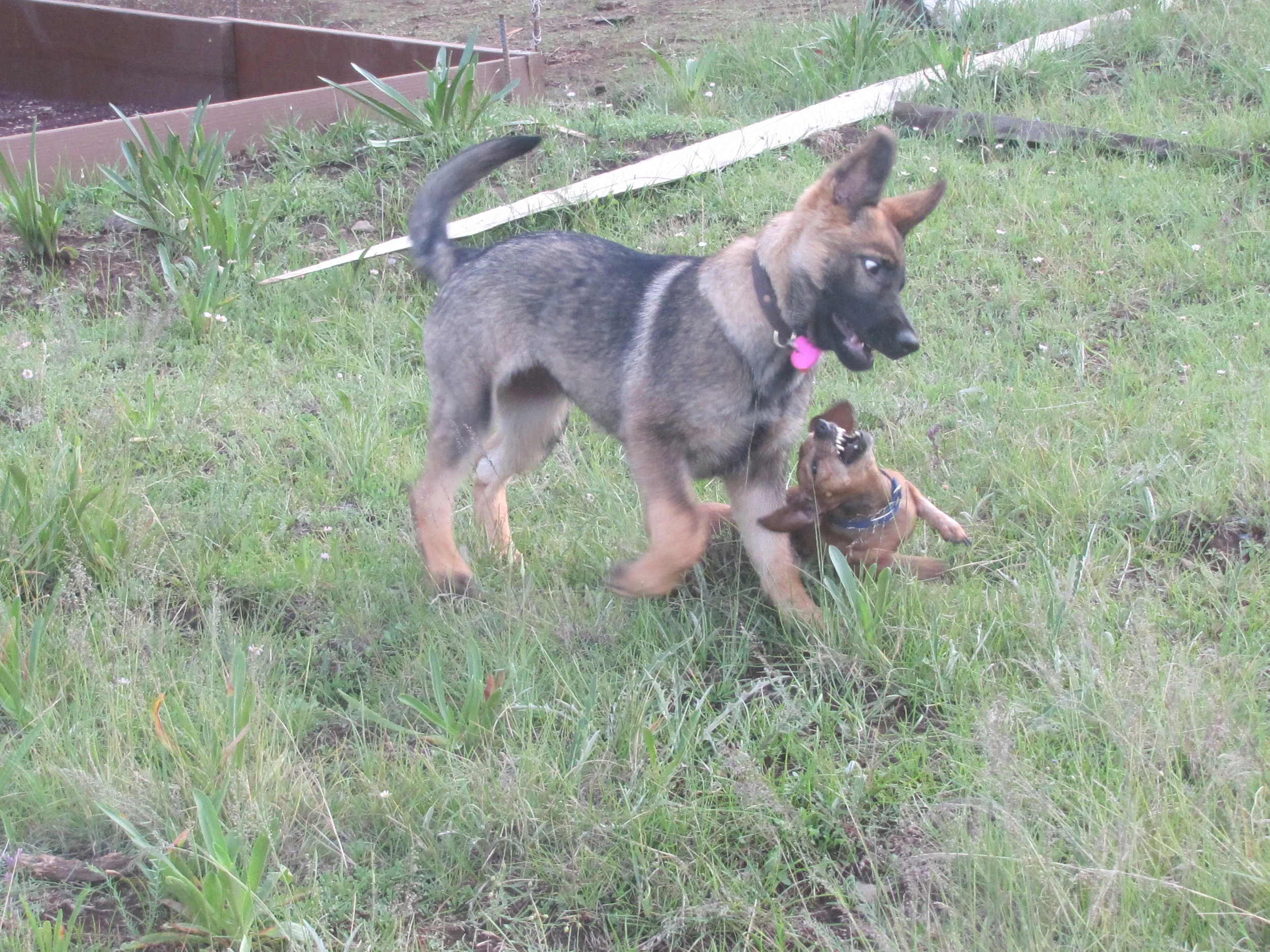 Floppy is six pounds of teacup dachshund dominance. A puppy must learn how powerful it is before it can learn to control that power. Floppy teaches puppies to play using physical restraint. The lesson contributes to a dog who is composed around children and the elderly.