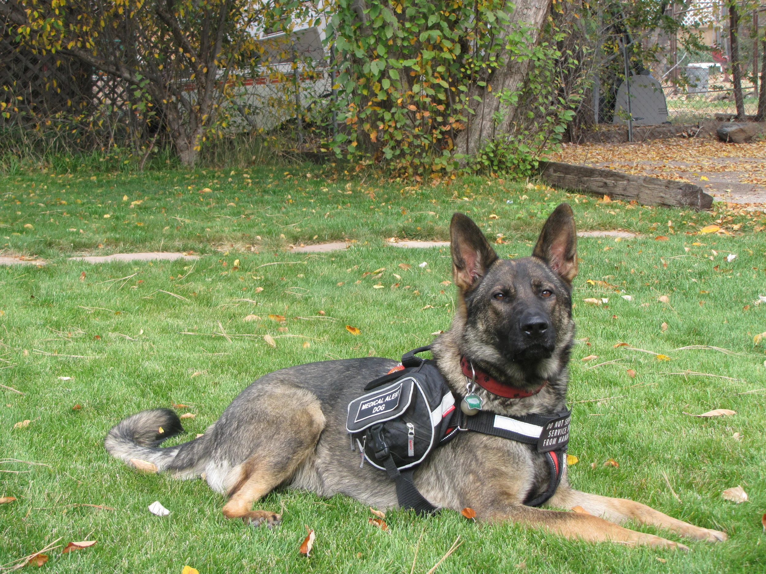german shepherd diabetic service dogs