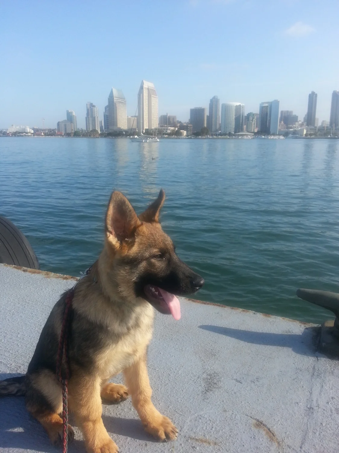 german shepherd diabetic service dogs