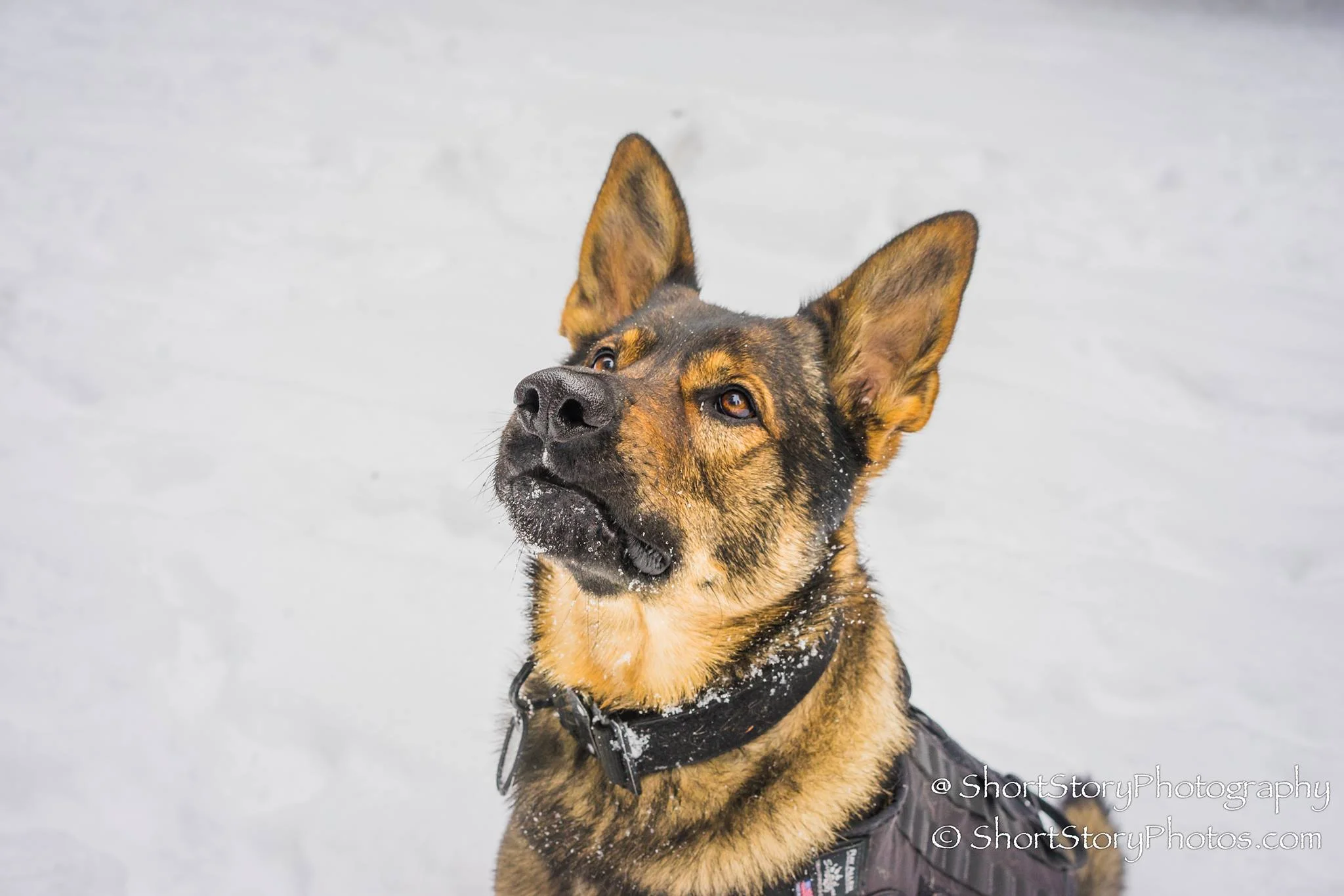 bully max weight gainer