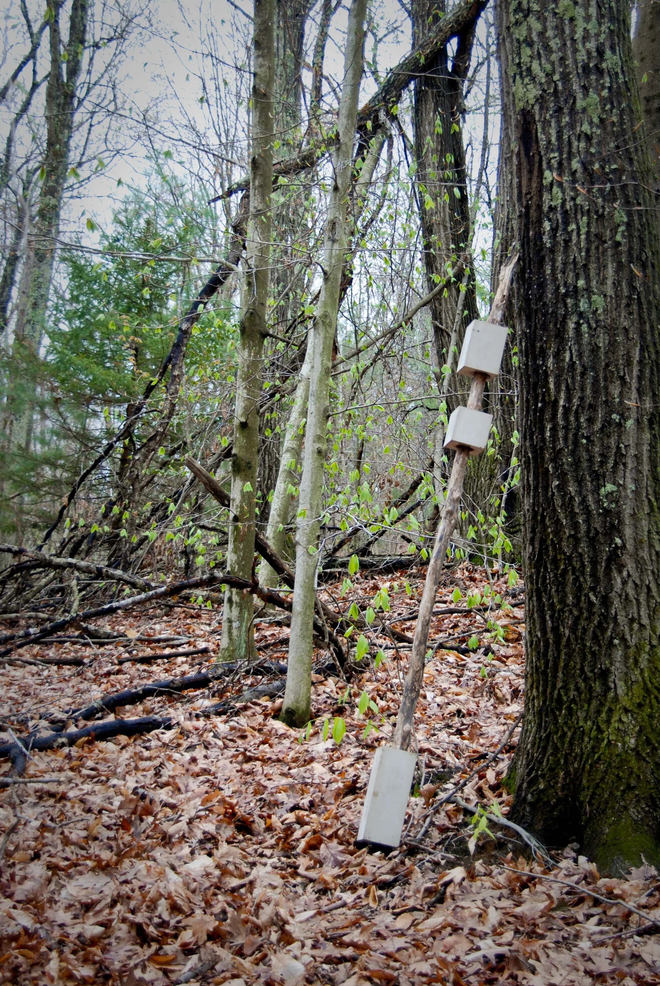 Totem Staff