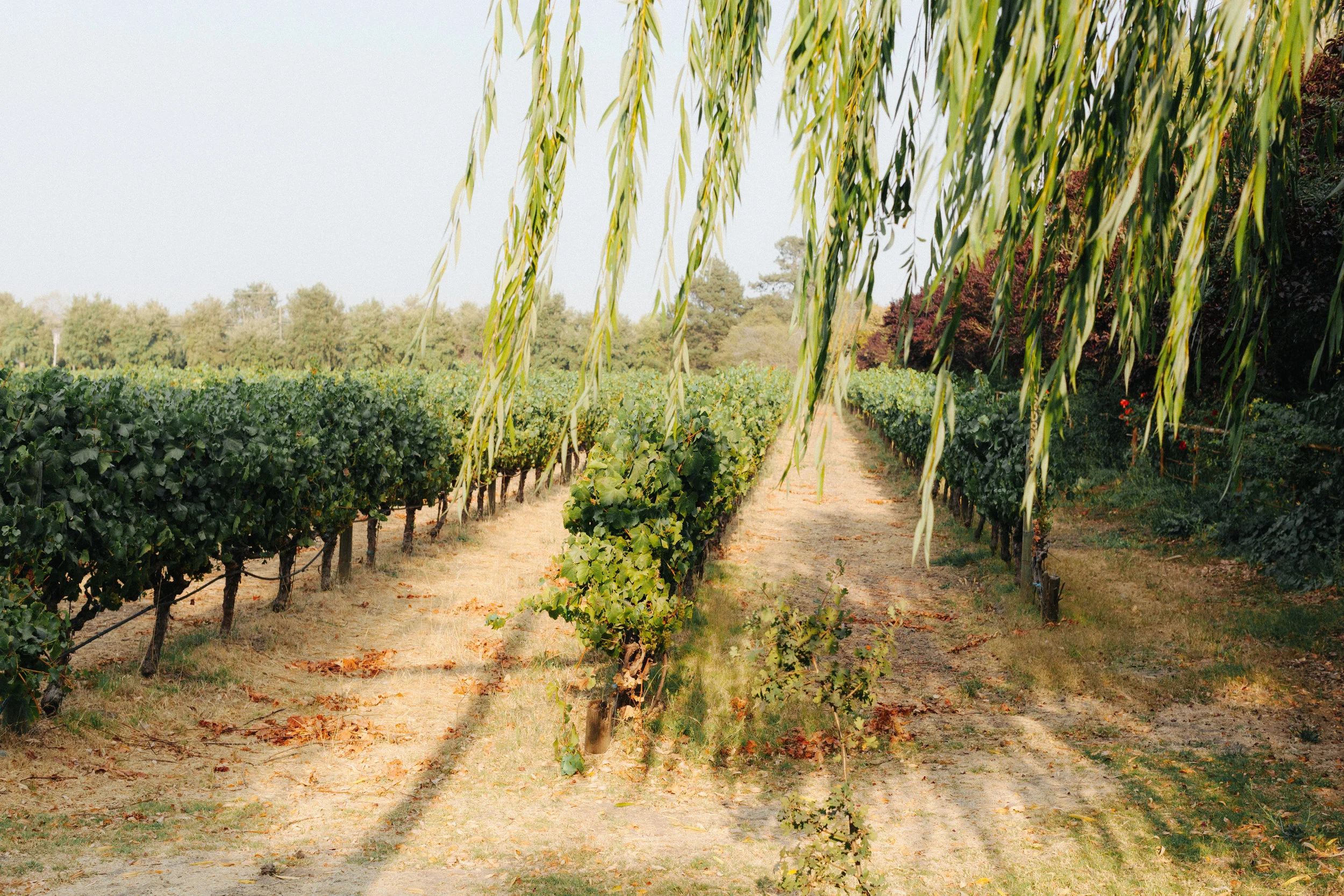 Trinitas Winery