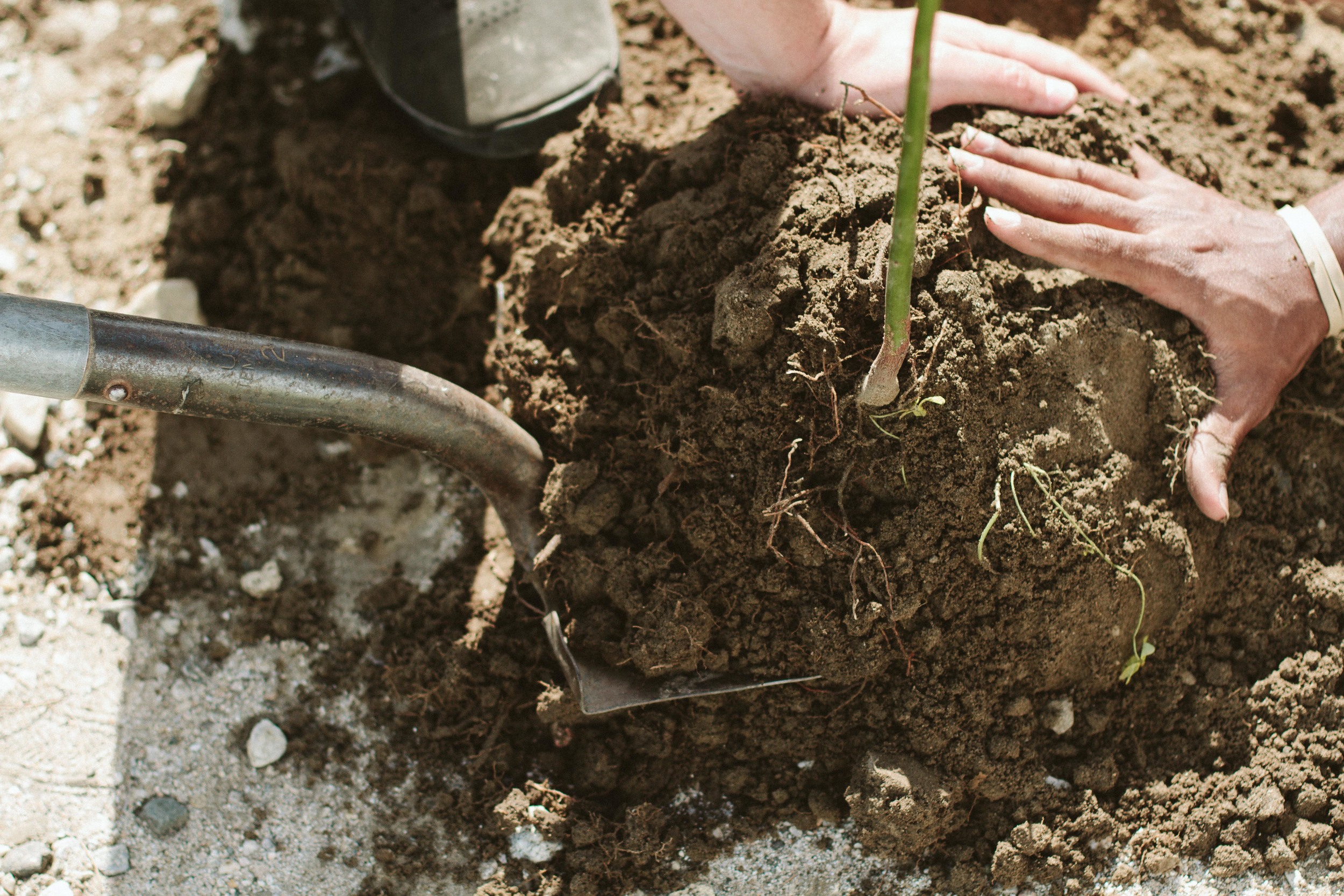 THE ETERNAL CHILD // AVOCADO ARMY// EARTH DAY EVERYDAY PLANTING