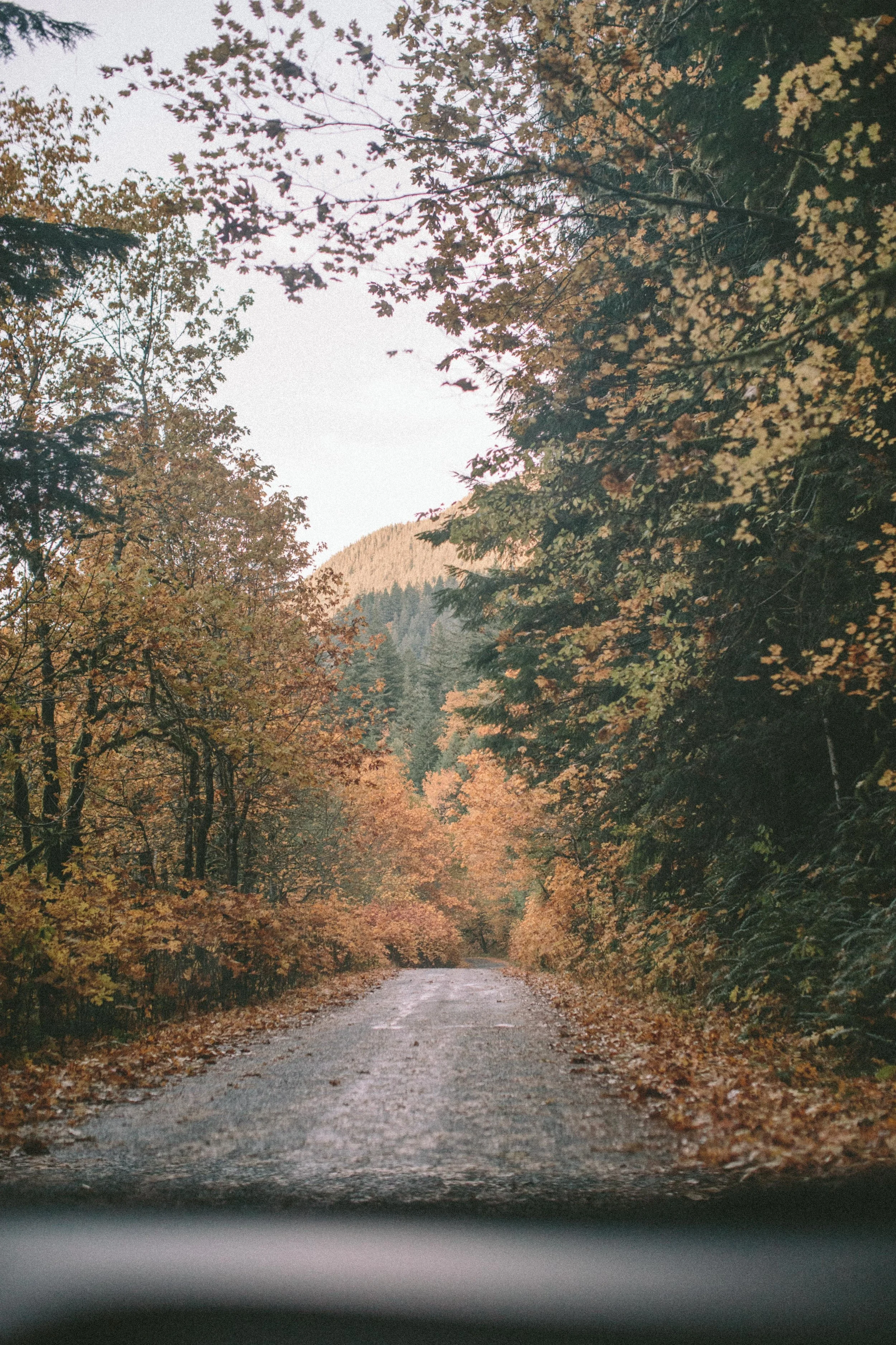 EC_FALL_OREGON-0080.jpg