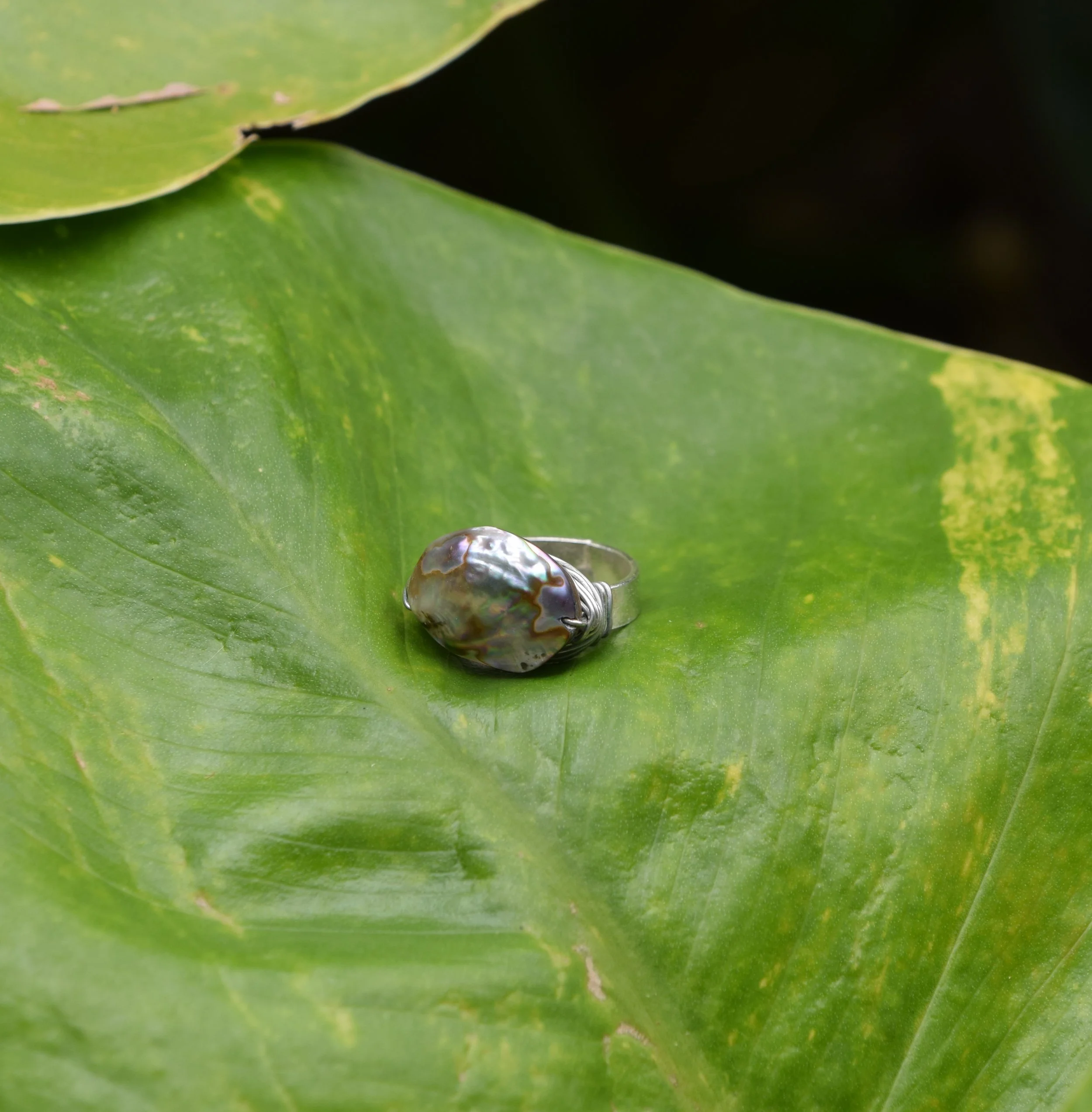 DSC_0909.jpg