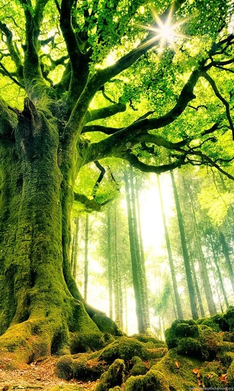 Story Tree.jpg