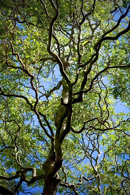 Branches.jpg