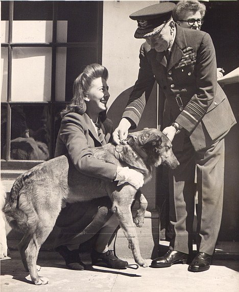 Bing the paradog.jpg