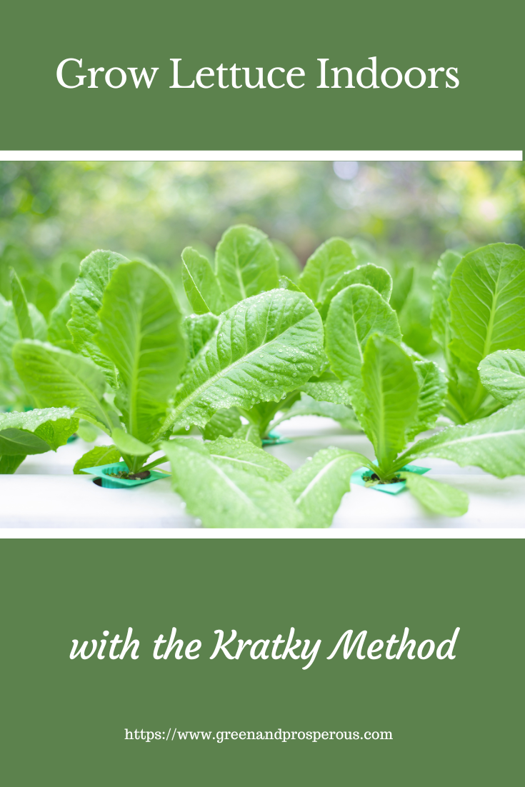 Grow lettuce, spinach, and Asian greens indoors this winter with Kratky hydroponics—no pumps, soil, or fuss. Simple setup and free pH & EC cheat sheet!