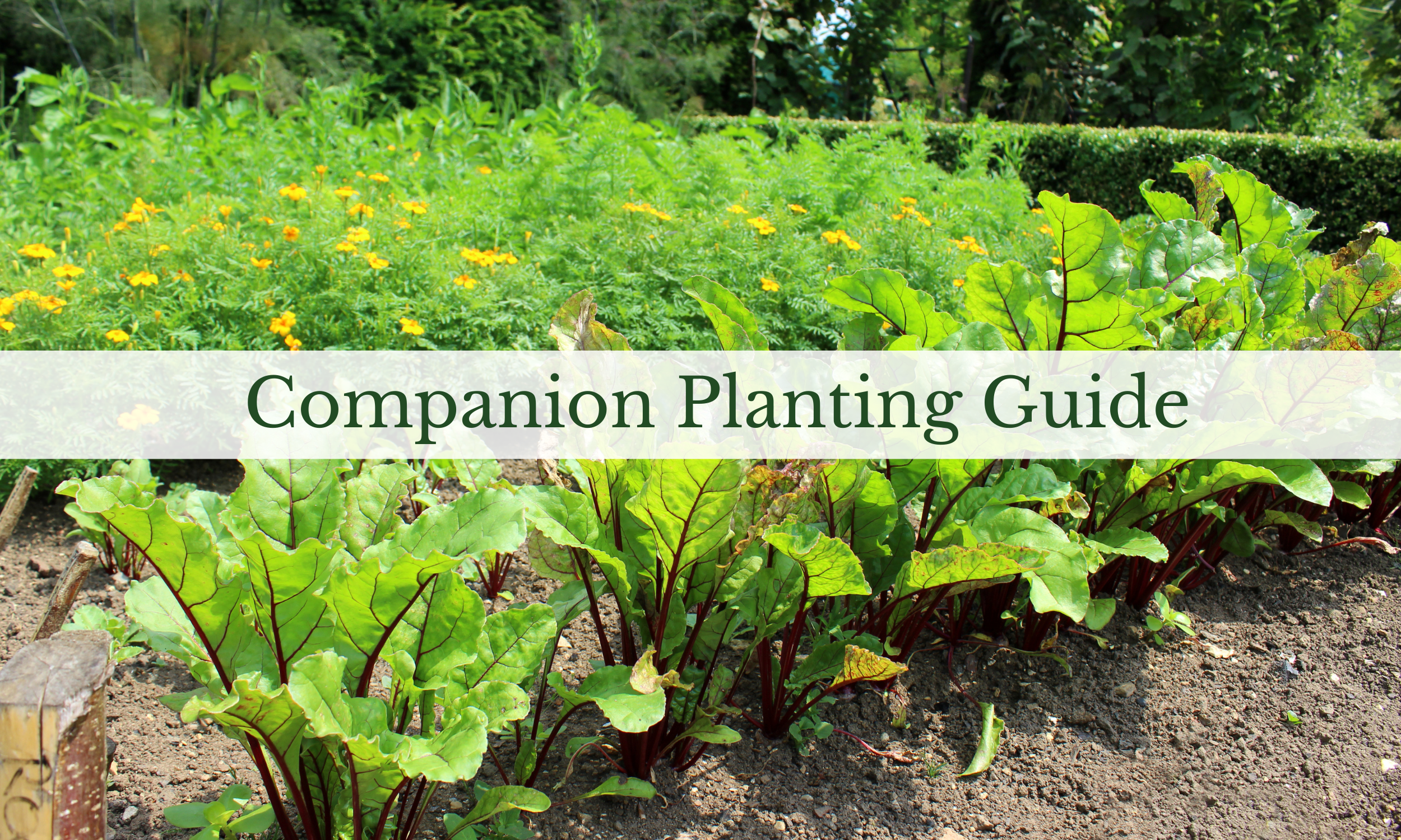 Companion Planting Guide_Squarespace banner.png