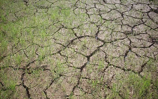 The Green Revolution in the MENA: linking environmentalism and social justice one step at a time