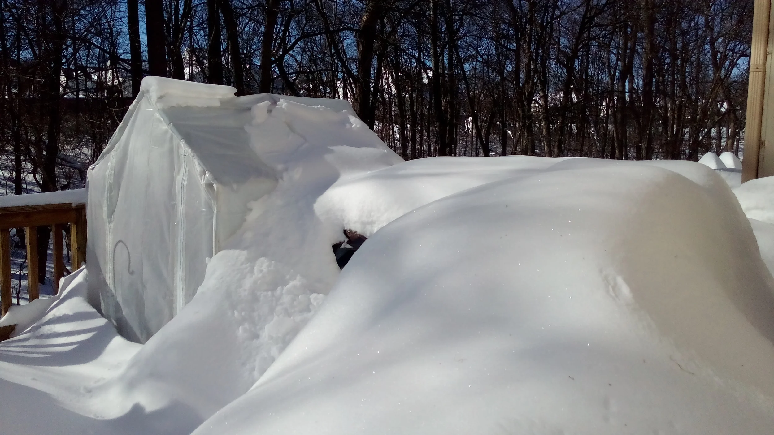 Winter Garden Chronicle: What I’ve Learned from Winter Gardening