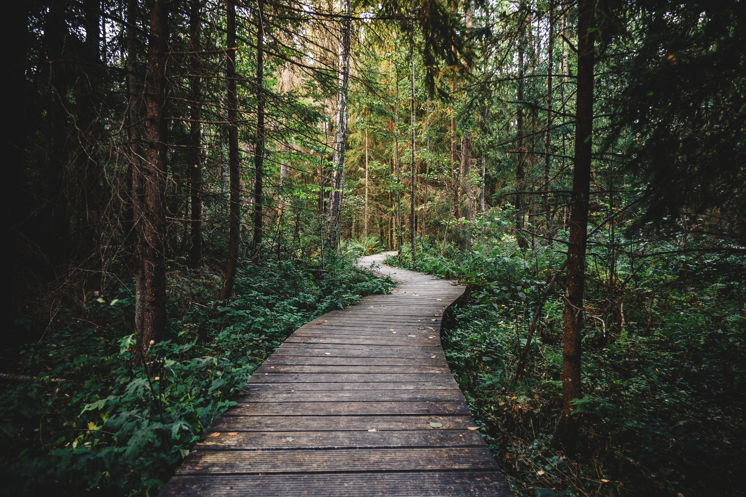 wood-nature-walking-dark.jpg