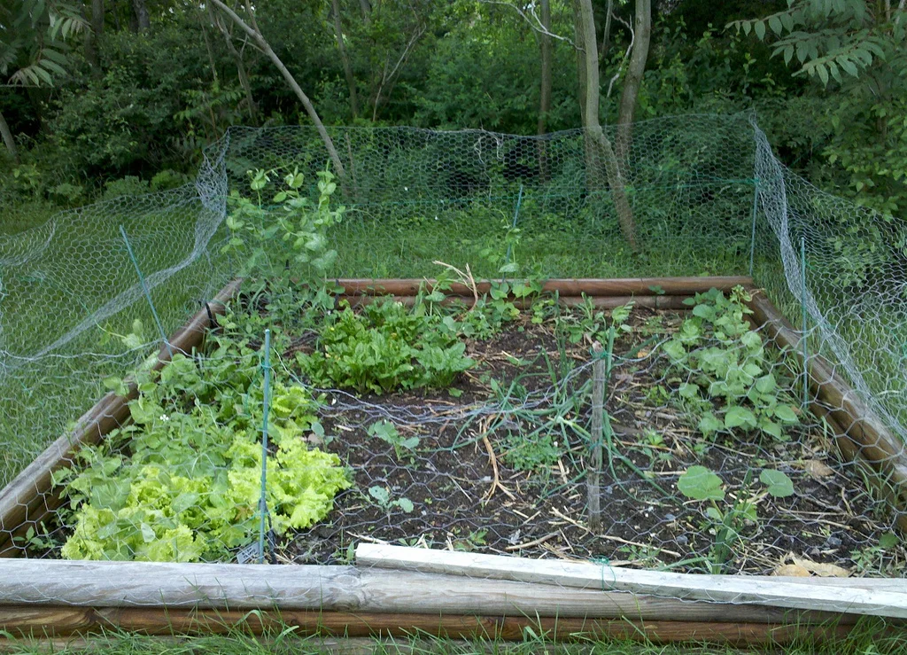 a raised beg garden with a few vegetables growing in it