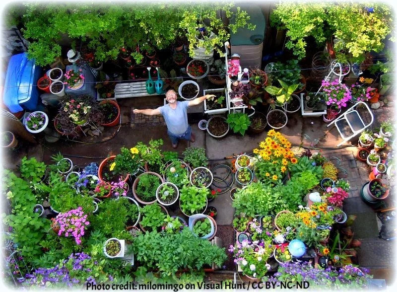 Short on outdoor space? Why you should try container gardening