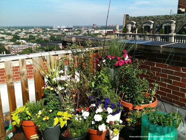 make your container garden thrive 1